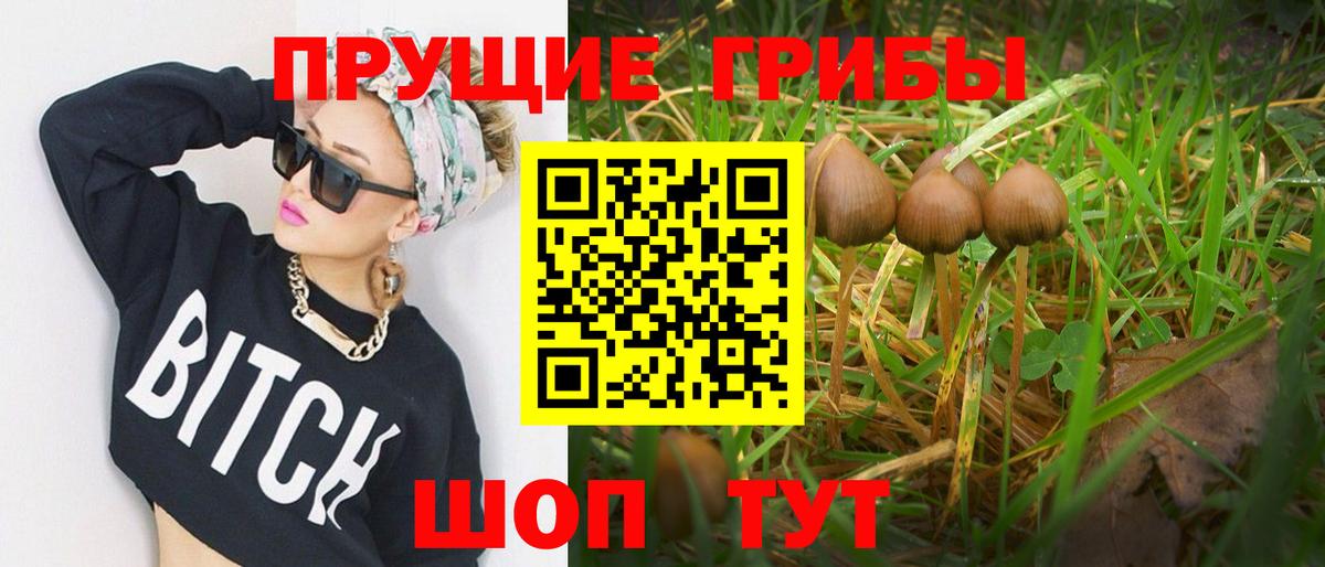 Псилоцибиновые грибы Psilocybe  купить  цена  Зима 